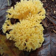 Coral Mushrooms